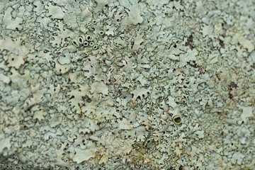 lichen on a rock