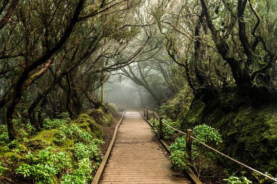 Hiking trail deep into the Anaga laurel forest