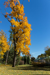 Naklejka premium Autumn maple trees in Tsaritsyno park