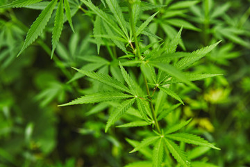 Green fresh marijuana leaves pattern