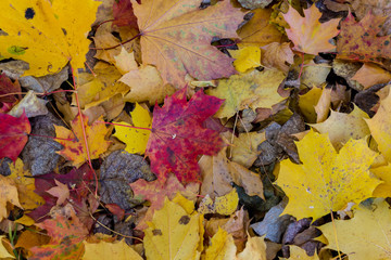 Abstract autumn leafage on grass