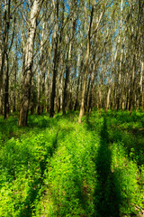 Fototapeta na wymiar chervil undergrowth in poplar tree farm at springtime