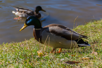 The Mallard on the shore of the pond