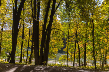 Autumn trees  in Tsaritsyno park