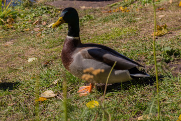 The Mallard duck in the park
