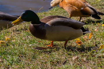 The Mallard duck in the park