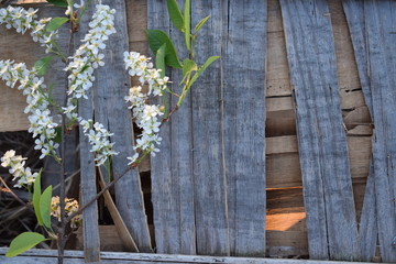 flowers on a background of vintage boards