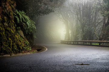 Spooky dirt road. Deep into the Anaga laurel forest. In the east of Tenerife