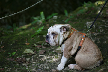 english bulldog sitting 