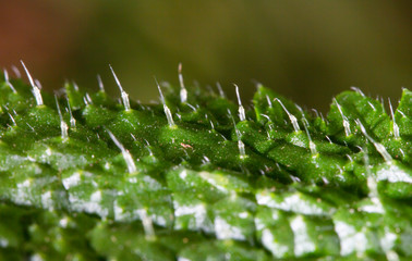 stinging nettle close up of leaves showing stinging needles