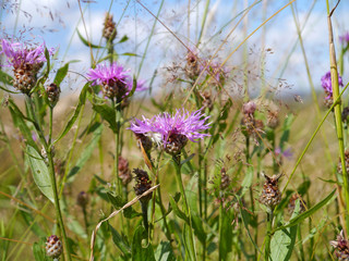 Wiesen-Flockenblumen mit veränderlicher Krabbenspinne