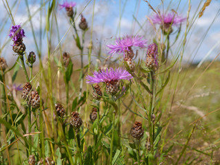Wiesen-Flockenblumen, Centaurea jacea