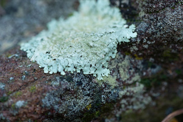 lichen on a rock