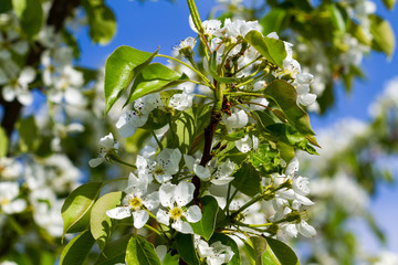 Flowering pear tree