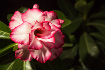 Adenium flower bloom