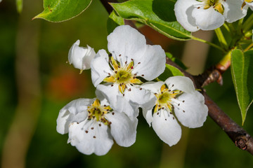Fototapeta na wymiar Flowering pear tree