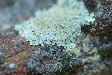 lichen on a rock