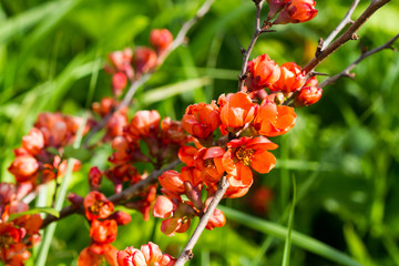 Flowering quince