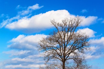 Old dry oak tree on blue sky background. A high tree in the forest, which is without leaves but with many branches. Oak in winter.