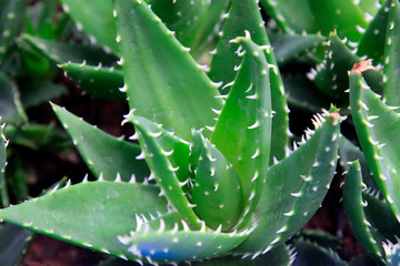 Aloe vera in the garden