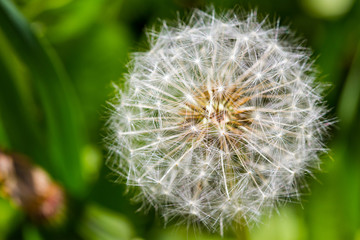 Dandelion