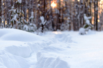 Obraz premium path in the snow against the forest and the sun at sunset