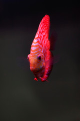 beautiful tropical fish - 7 color angelfish
