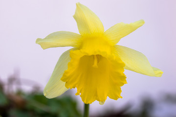 die ersten Blütenpflanzen im Vorfrühling