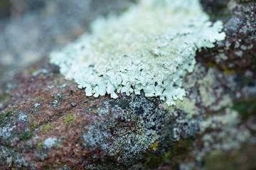 lichen on a rock