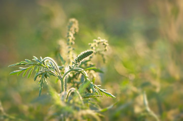 Young branch ambrosia blooming in the field. Plant causing allergies. Selective focus.
