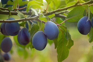 Ripe fruits of plum tree on a branch with leaves in the garden.