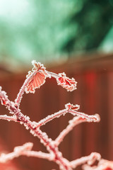 Frost Covered Branch on a Blurred Background