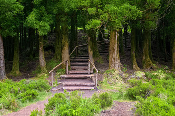 Wooden staircase on a walking route across tropical forest on Sao Miguel island of Azores, Portugal.
