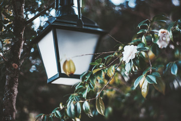 True tilt-shift shot with a selective focus on the lantern and a beautiful white flower on the tree with partly yellowed leaves, in a city public park, shallow depth of field, strong bokeh