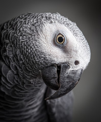 Close up of a head of an African Grey Parrot looking curious