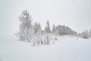 Trees in the snow