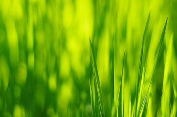 green grass abstract background