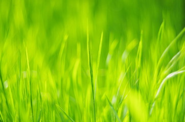 Fototapeta na wymiar green grass abstract background