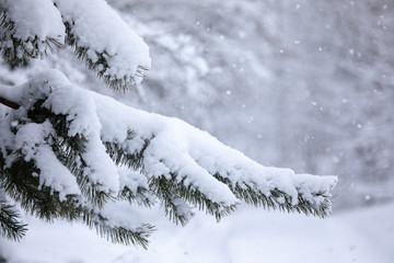 Frosty trees in snowy forest