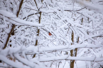 Bullfinch bird in winter