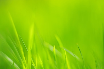 green grass abstract background