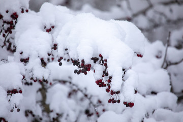 Red berries on branch covered with snow