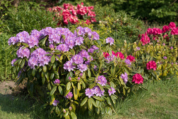 Purple rhododendron plant flowering in the sunlight during spring