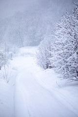 Frosty trees in snowy forest