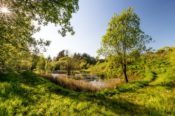 Evening at a nature pond surrounded by nature and long lush grass and plants