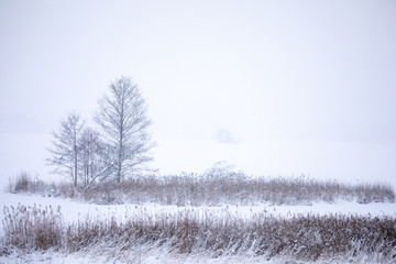Dry coastal reed cowered with snow