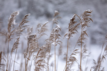 Fototapeta premium Dry coastal reed cowered with snow