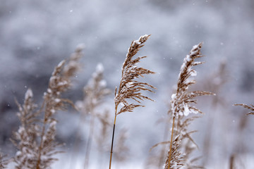 Dry coastal reed cowered with snow