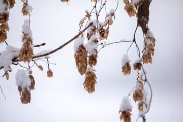 Detail of hop cones