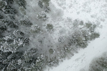 Top view of forest
